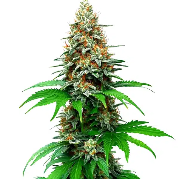 San Fernando Valley Auto Seeds