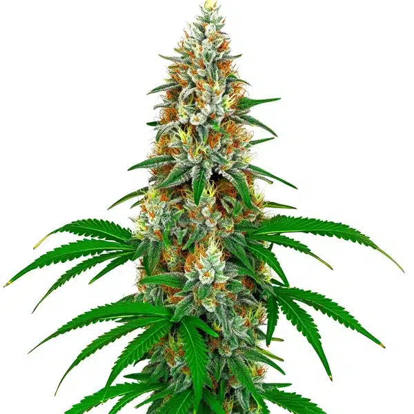 San Fernando Valley OG Kush Seeds