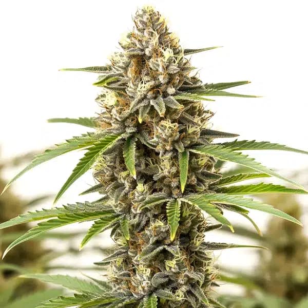 San Fernando Valley Regular Seeds