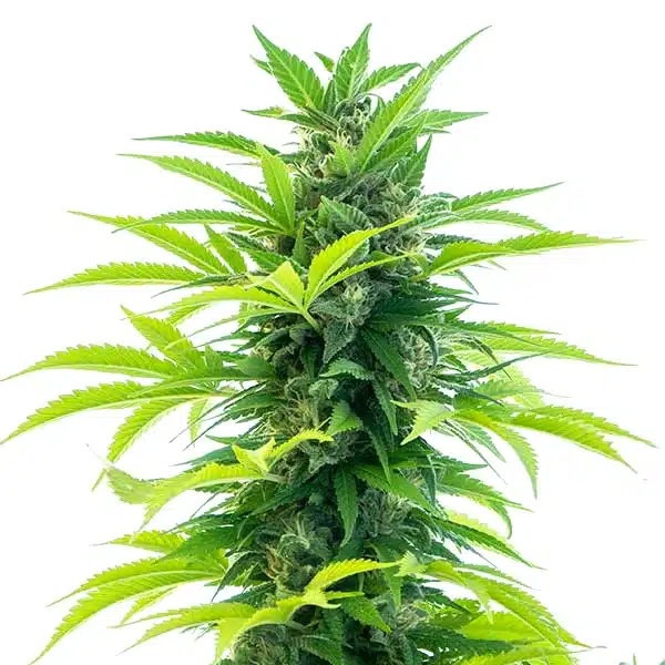 Santa Marta Haze Auto Seeds