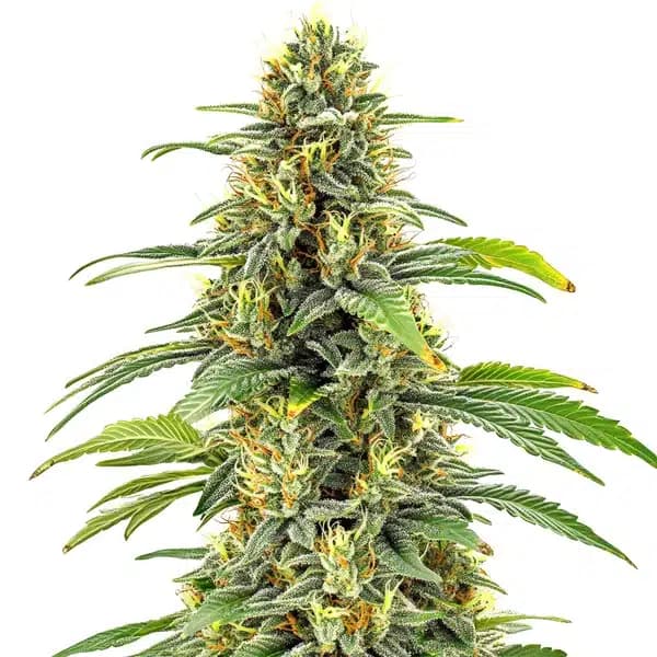 Santa Muerte FBV Seeds