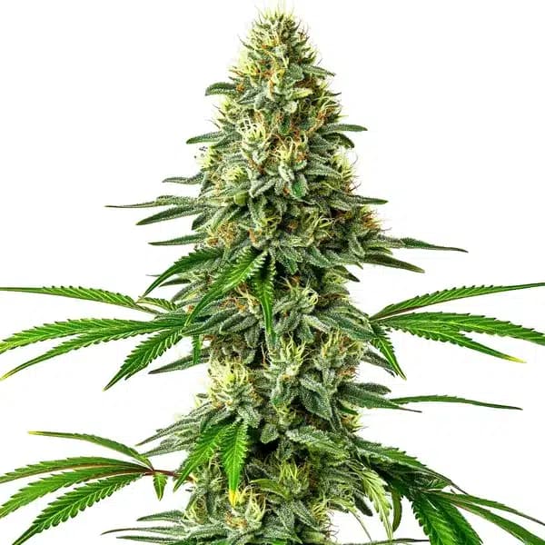 Santa Muerte Seeds