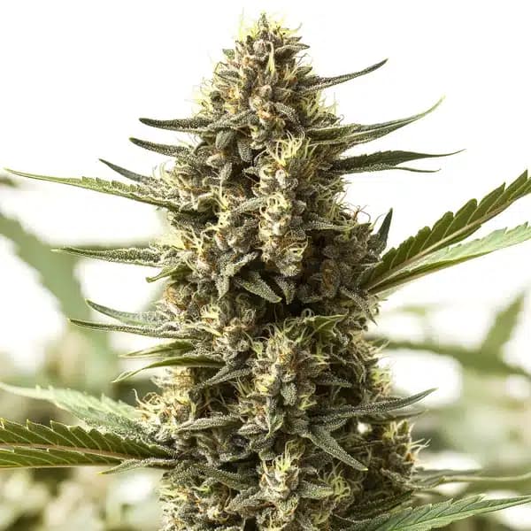 Scott OG Regular Seeds