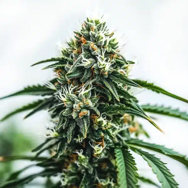 Scrambler Haze Seeds
