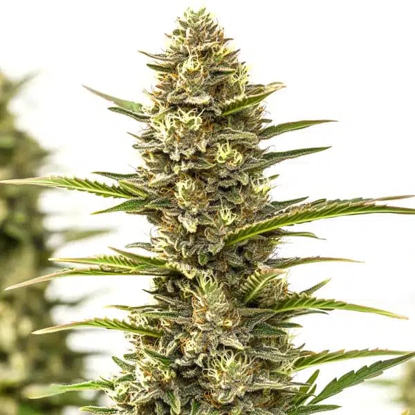 Sexxpot Seeds
