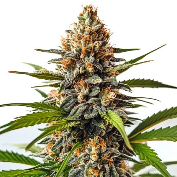 SFV OG x Honey Drop Seeds