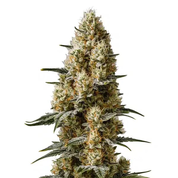 Sherbet Auto Seeds