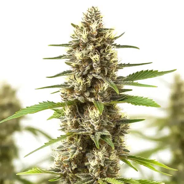 Sherbet Kush Seeds