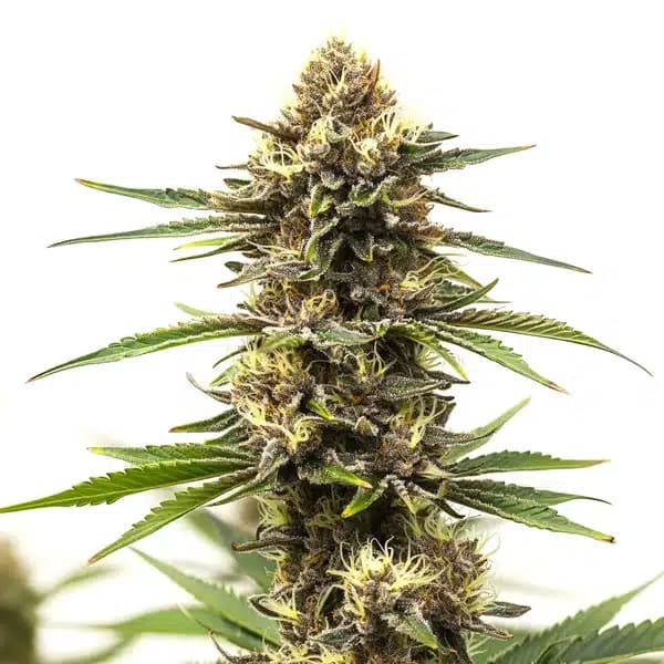 Shiskaberry Cake Seeds