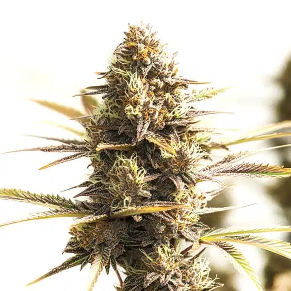 Shiskaberry Cookies Seeds