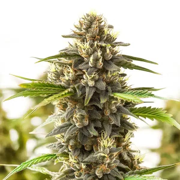 Shiskaberry Kush Seeds