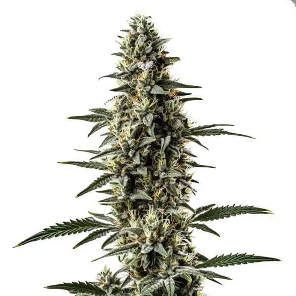 Shiskaberry x Candida Fast Version CBD Seeds