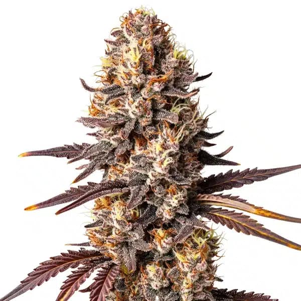 Shiskaberry x Gorilla auto Seeds