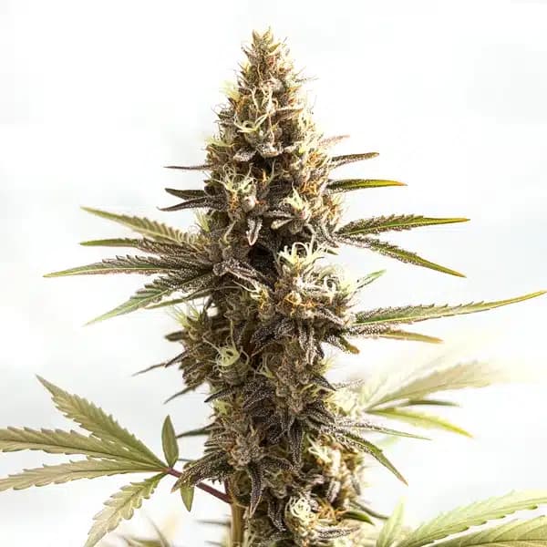 Siberian Seeds