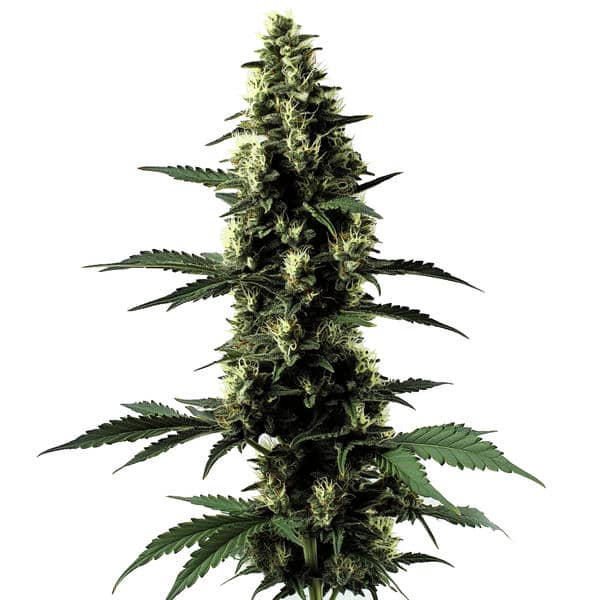 Silver Surfer Haze Seeds