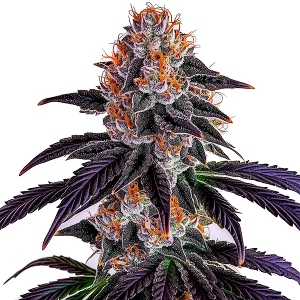 Sirius Black Seeds