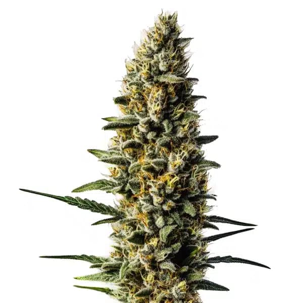 Skunk #1 Autoflower Seeds