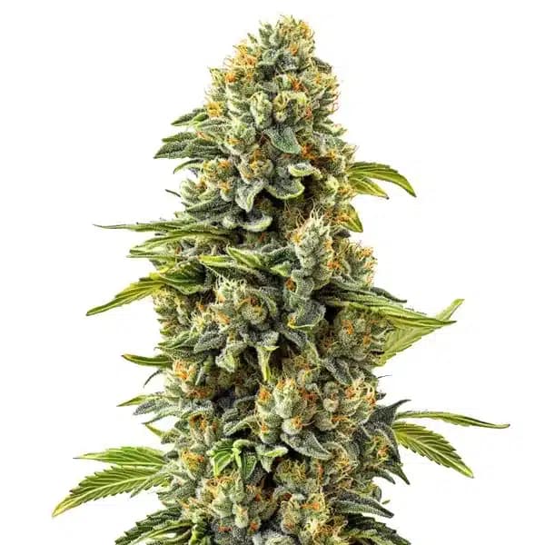 Skunk #1 Seeds