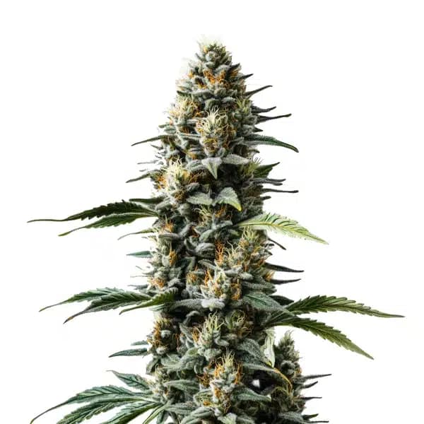 Skunk Auto Seeds