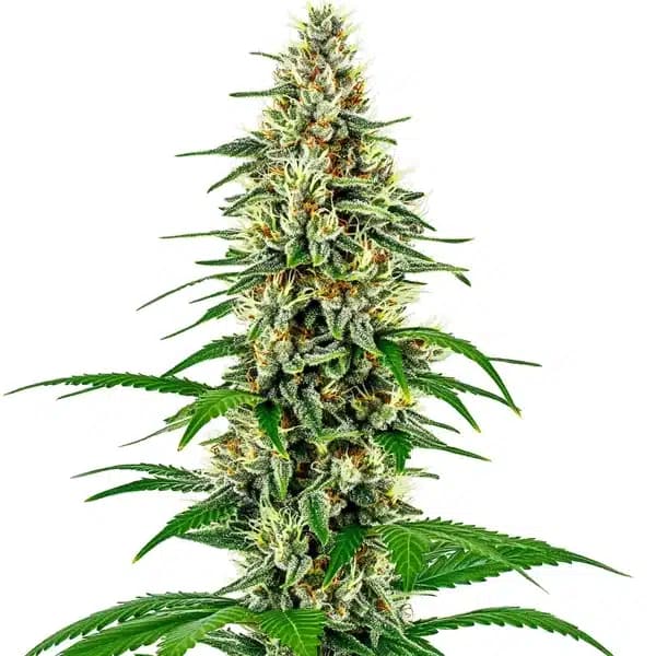 Skunk Diesel Seeds