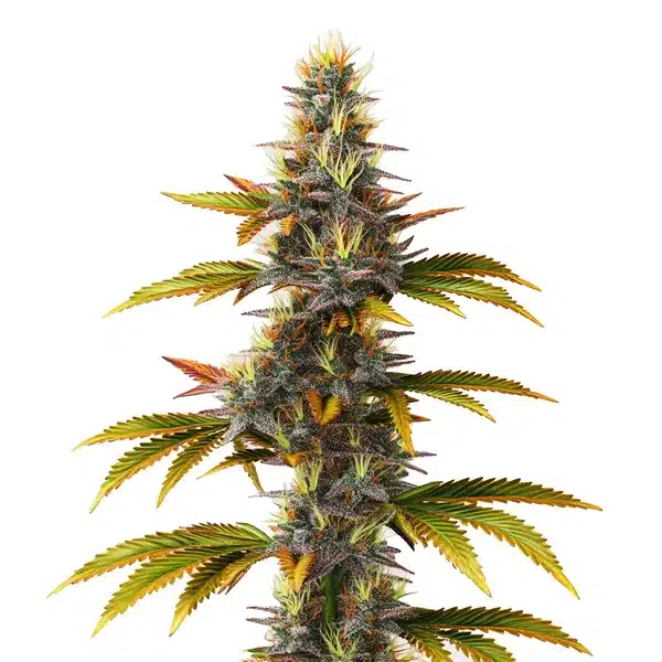 Skunk Fast Version Seeds