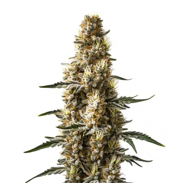Skunk Kush Autoflower Seeds