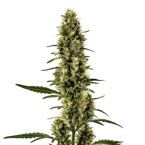 Skunk Regular Seeds