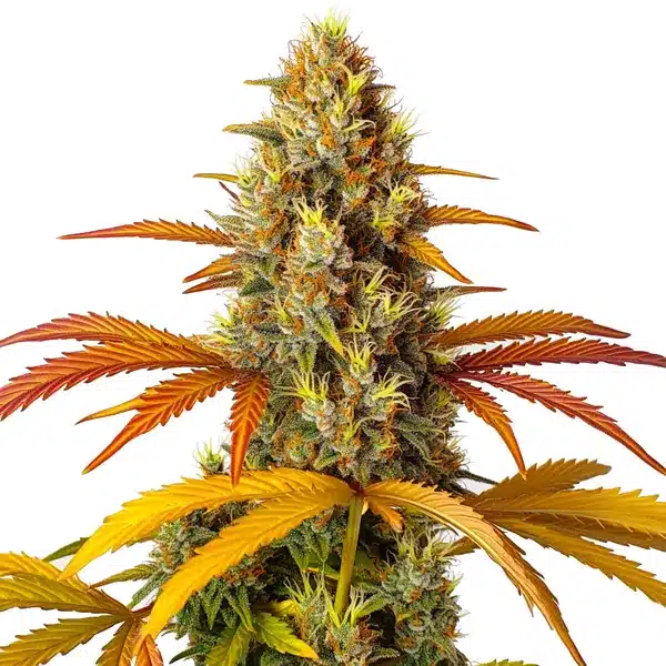 Skunk x Northern Lights Fast Version Seeds