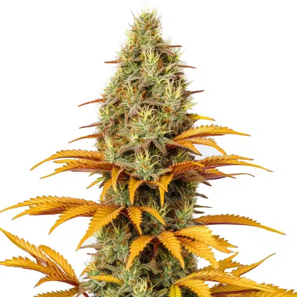 Skunk x Northern Lights Seeds