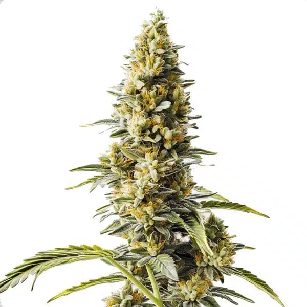 Skunk x Rosetta Stone Fast Version Seeds