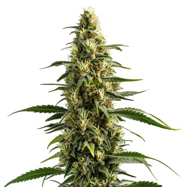 Skunk Seeds