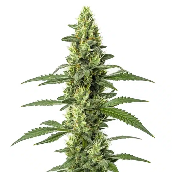 Skywalker Auto Seeds