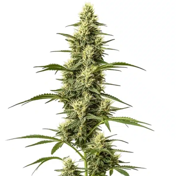 Skywalker Fast Version Seeds