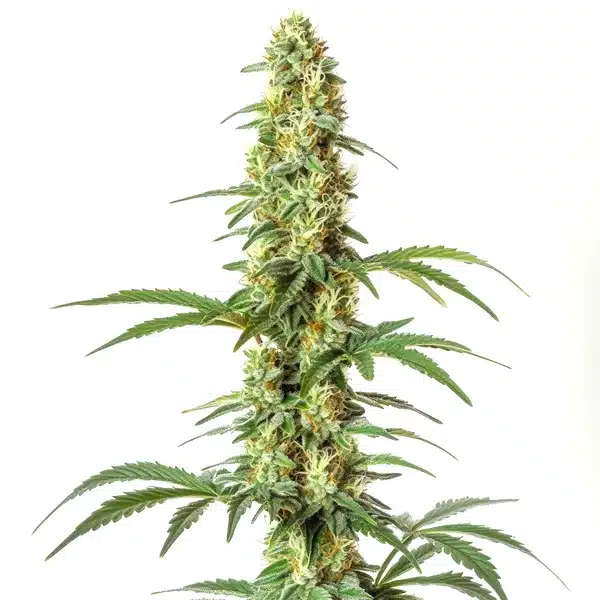 Skywalker Ghost x Triangle Kush Seeds