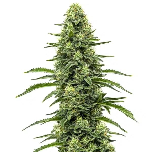 Skywalker Seeds