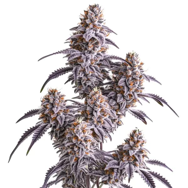 Slurricane Seeds