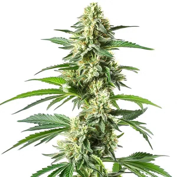 Snow White Seeds