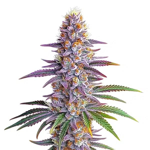 Somango Auto Seeds