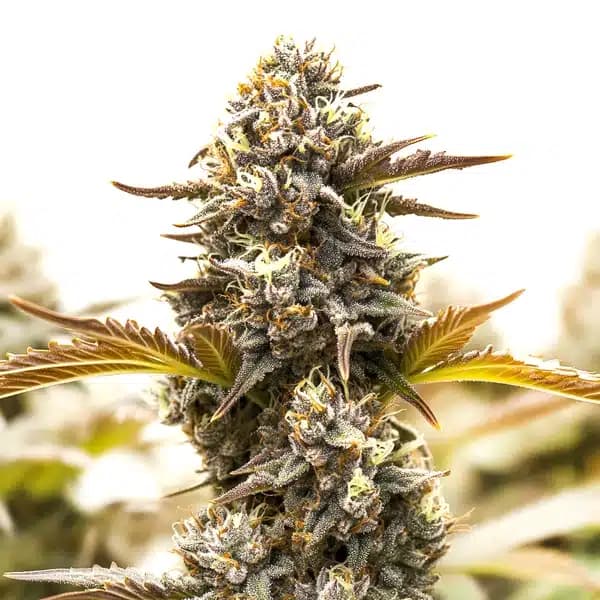 Somango Fast Version Seeds