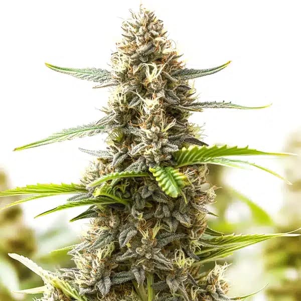 Somango Regular Seeds