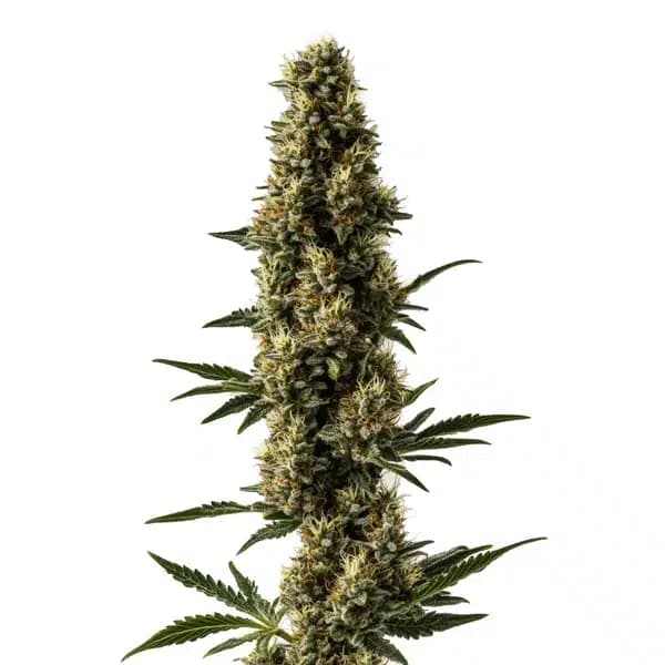 Somango x Sweet Auto Seeds