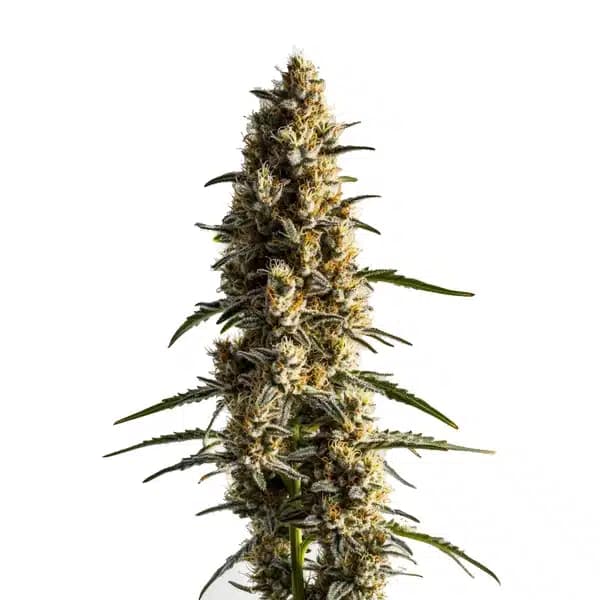 Somango Seeds
