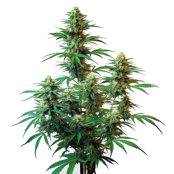 Sour Diesel Autoflower Seeds