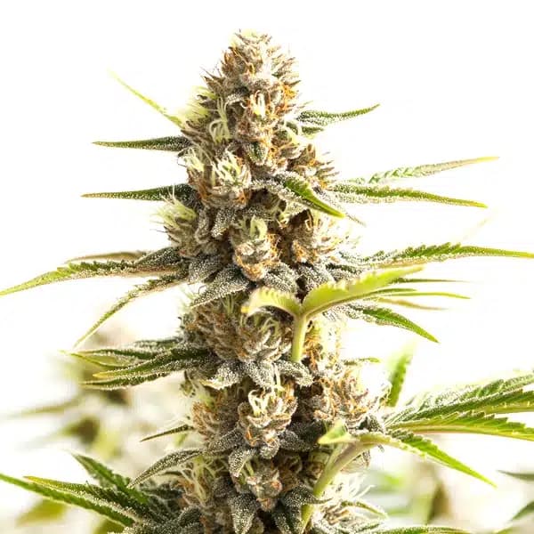 Sour Diesel Kush Regular Seeds