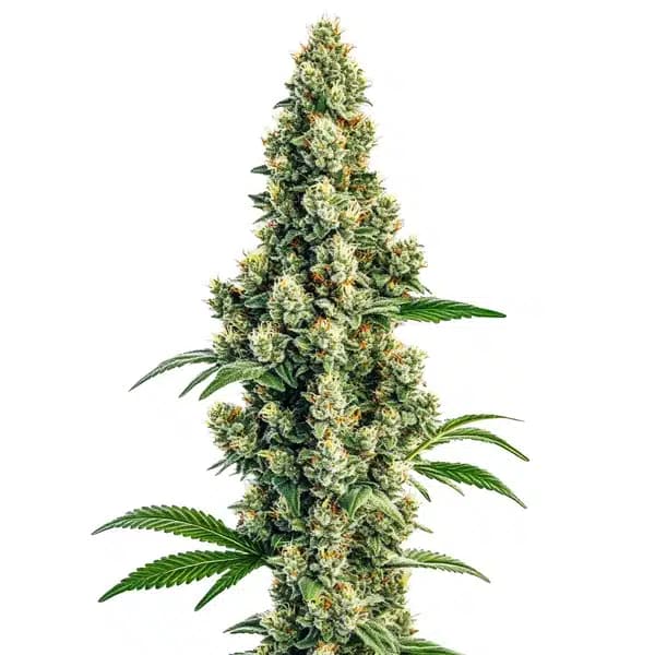 Sour Diesel Regular Seeds