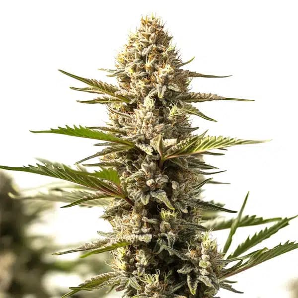 Sour Diesel x OG Kush Seeds