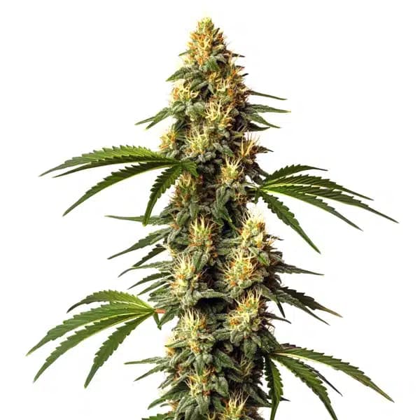 Sour Kush Seeds