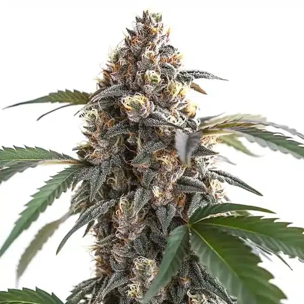 Sour Mac F1 Seeds