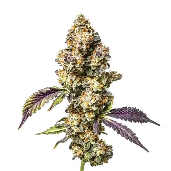 Sour Mac Seeds