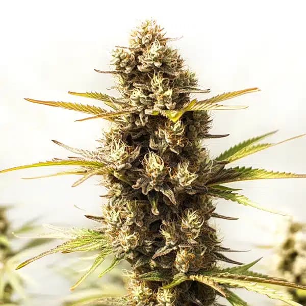 Sour Skies Seeds